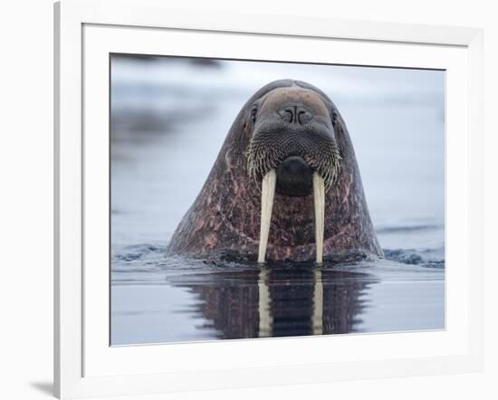 Walrus swimming-Paul Souders-Framed Photographic Print