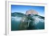 Walrus Swimming-Paul Souders-Framed Photographic Print