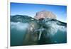 Walrus Swimming-Paul Souders-Framed Photographic Print