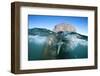 Walrus Swimming-Paul Souders-Framed Photographic Print