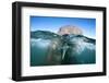 Walrus Swimming-Paul Souders-Framed Photographic Print