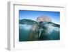 Walrus Swimming-Paul Souders-Framed Photographic Print