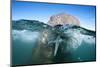 Walrus Swimming-Paul Souders-Mounted Photographic Print