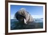 Walrus Swimming-null-Framed Photographic Print