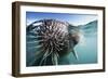 Walrus Swimming-null-Framed Photographic Print