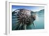 Walrus Swimming-null-Framed Photographic Print