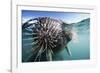 Walrus Swimming-null-Framed Photographic Print