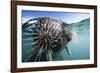 Walrus Swimming-null-Framed Photographic Print