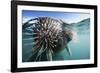 Walrus Swimming-null-Framed Photographic Print