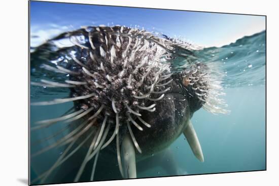Walrus Swimming-null-Mounted Photographic Print