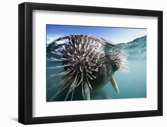 Walrus Swimming-null-Framed Photographic Print