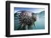 Walrus Swimming-null-Framed Photographic Print