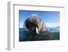 Walrus Swimming-null-Framed Photographic Print