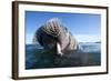 Walrus Swimming-null-Framed Photographic Print