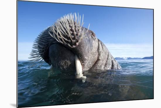 Walrus Swimming-null-Mounted Photographic Print