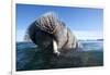 Walrus Swimming-null-Framed Photographic Print