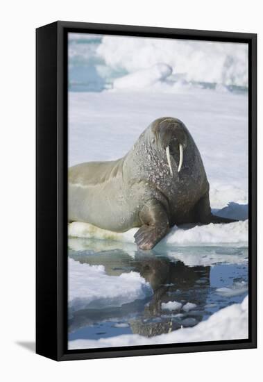 Walrus Testing the Water with a Flipper-DLILLC-Framed Stretched Canvas