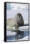 Walrus Testing the Water with a Flipper-DLILLC-Framed Stretched Canvas