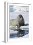 Walrus Testing the Water with a Flipper-DLILLC-Framed Premium Photographic Print
