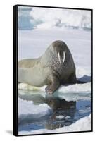 Walrus Testing the Water with a Flipper-DLILLC-Framed Stretched Canvas