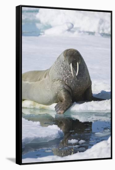 Walrus Testing the Water with a Flipper-DLILLC-Framed Stretched Canvas