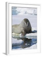 Walrus Testing the Water with a Flipper-DLILLC-Framed Photographic Print