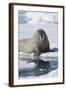 Walrus Testing the Water with a Flipper-DLILLC-Framed Photographic Print