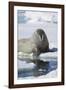 Walrus Testing the Water with a Flipper-DLILLC-Framed Photographic Print