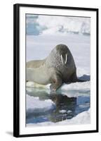 Walrus Testing the Water with a Flipper-DLILLC-Framed Photographic Print