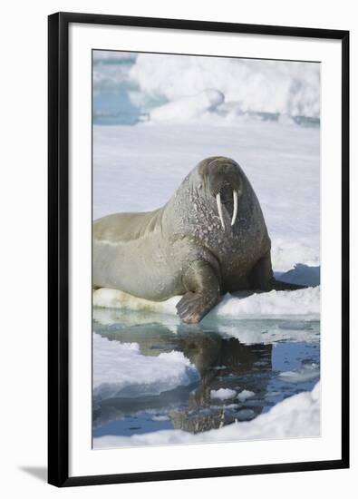 Walrus Testing the Water with a Flipper-DLILLC-Framed Photographic Print