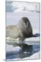 Walrus Testing the Water with a Flipper-DLILLC-Mounted Photographic Print