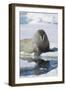 Walrus Testing the Water with a Flipper-DLILLC-Framed Photographic Print