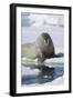 Walrus Testing the Water with a Flipper-DLILLC-Framed Photographic Print