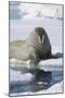 Walrus Testing the Water with a Flipper-DLILLC-Mounted Photographic Print