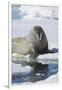 Walrus Testing the Water with a Flipper-DLILLC-Framed Photographic Print