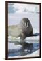 Walrus Testing the Water with a Flipper-DLILLC-Framed Photographic Print