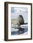 Walrus Testing the Water with a Flipper-DLILLC-Framed Photographic Print