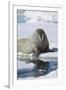 Walrus Testing the Water with a Flipper-DLILLC-Framed Photographic Print