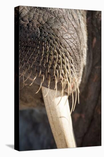 Walrus Whiskers and Tusk, Hudson Bay, Nunavut, Canada-Paul Souders-Stretched Canvas