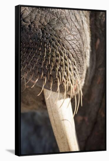 Walrus Whiskers and Tusk, Hudson Bay, Nunavut, Canada-Paul Souders-Framed Stretched Canvas