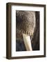 Walrus Whiskers and Tusk, Hudson Bay, Nunavut, Canada-Paul Souders-Framed Photographic Print