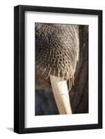 Walrus Whiskers and Tusk, Hudson Bay, Nunavut, Canada-Paul Souders-Framed Photographic Print