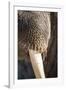 Walrus Whiskers and Tusk, Hudson Bay, Nunavut, Canada-Paul Souders-Framed Photographic Print