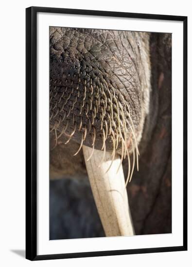 Walrus Whiskers and Tusk, Hudson Bay, Nunavut, Canada-Paul Souders-Framed Photographic Print