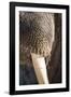 Walrus Whiskers and Tusk, Hudson Bay, Nunavut, Canada-Paul Souders-Framed Photographic Print