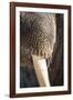 Walrus Whiskers and Tusk, Hudson Bay, Nunavut, Canada-Paul Souders-Framed Photographic Print