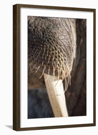 Walrus Whiskers and Tusk, Hudson Bay, Nunavut, Canada-Paul Souders-Framed Photographic Print