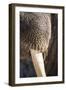 Walrus Whiskers and Tusk, Hudson Bay, Nunavut, Canada-Paul Souders-Framed Photographic Print