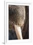 Walrus Whiskers and Tusk, Hudson Bay, Nunavut, Canada-Paul Souders-Framed Photographic Print