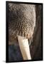 Walrus Whiskers and Tusk, Hudson Bay, Nunavut, Canada-Paul Souders-Framed Photographic Print